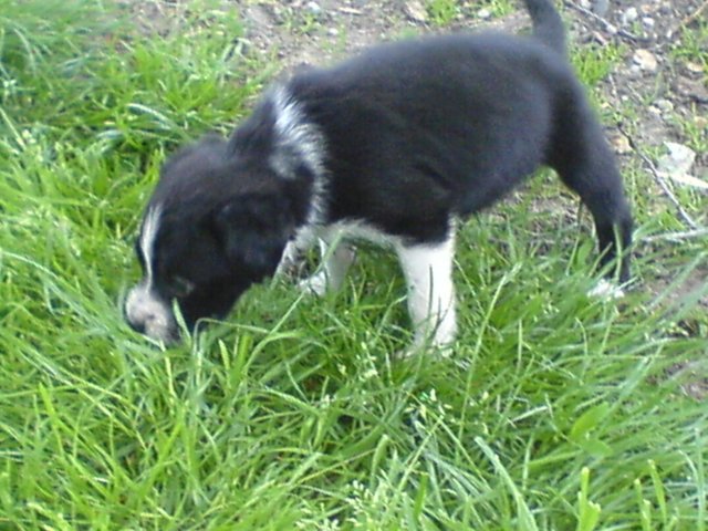 DSC02.JPG, 263 KB
