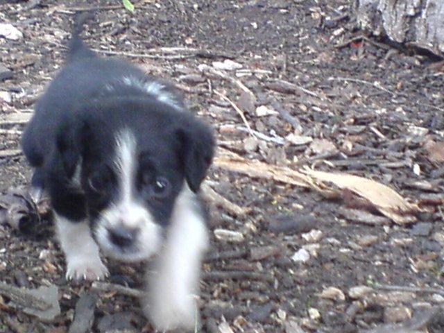 DSC04.JPG, 236 KB