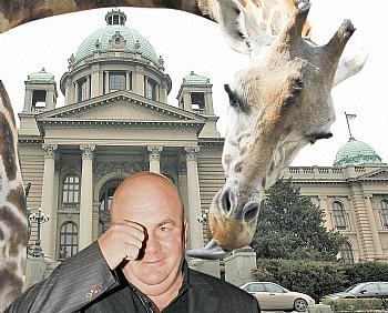 palma i zirafa za evropu.jpg, 29 KB